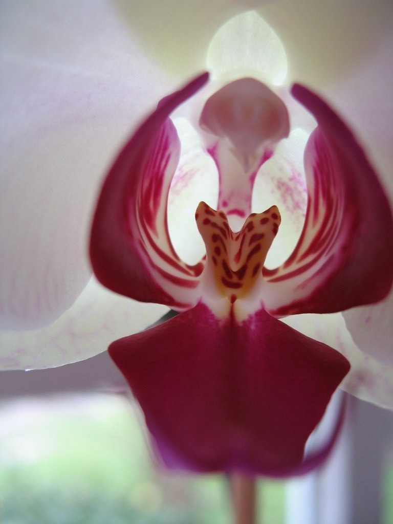 orchidej