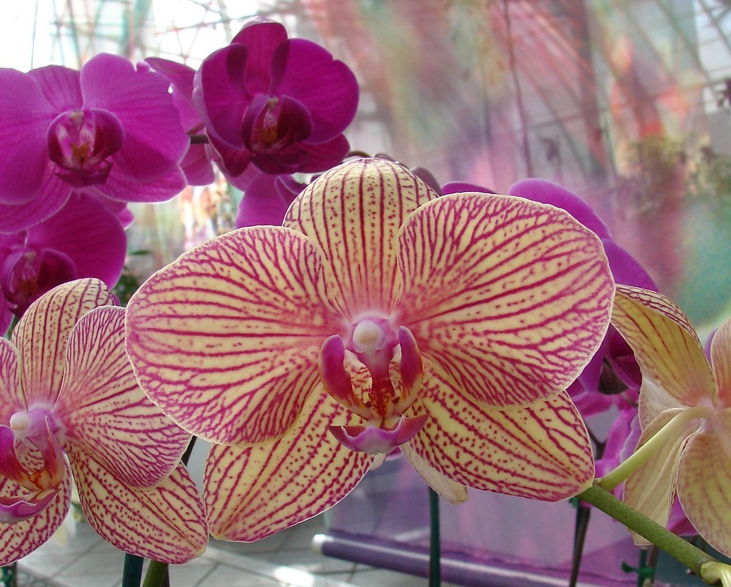 orchideje pěstování