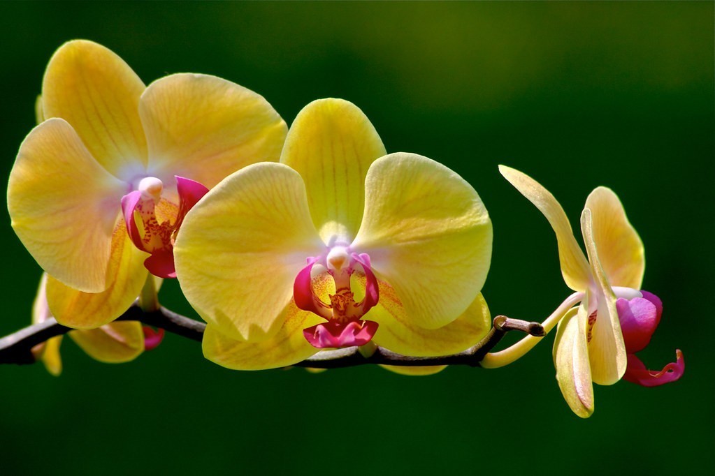 péče o orchideje
