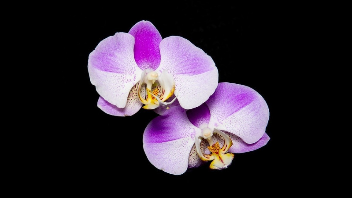 Snadná na pěstování a s krásnými květy. To je orchidej!