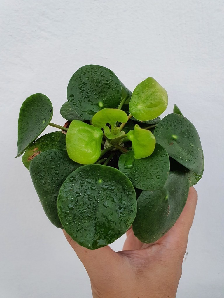 pilea pěstování