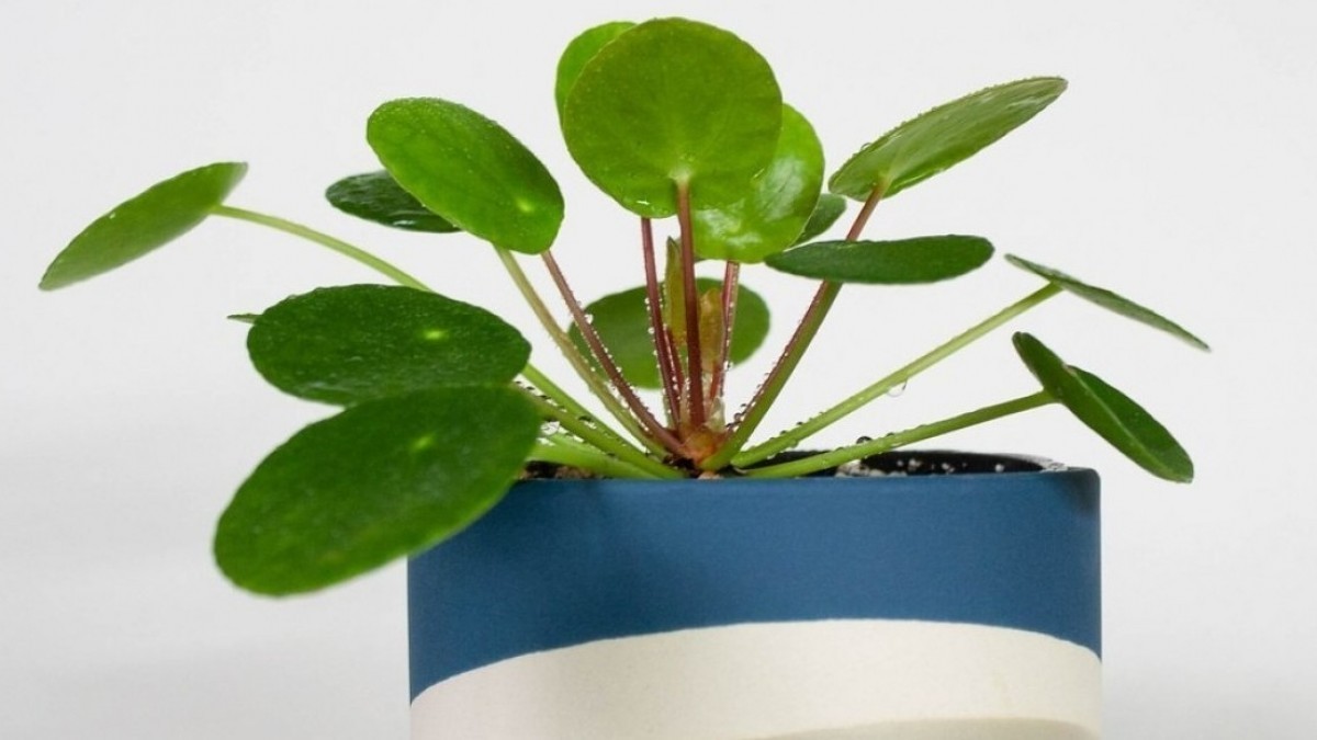 Pilea