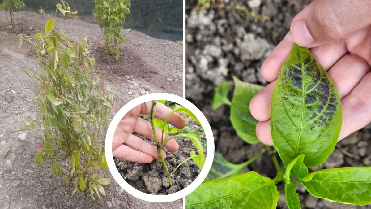 Chyby při zařizování zahrady