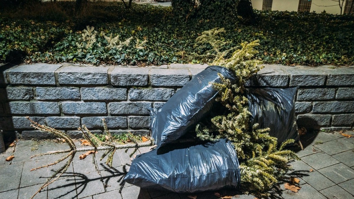 Kam vyhodit vánoční stromeček?