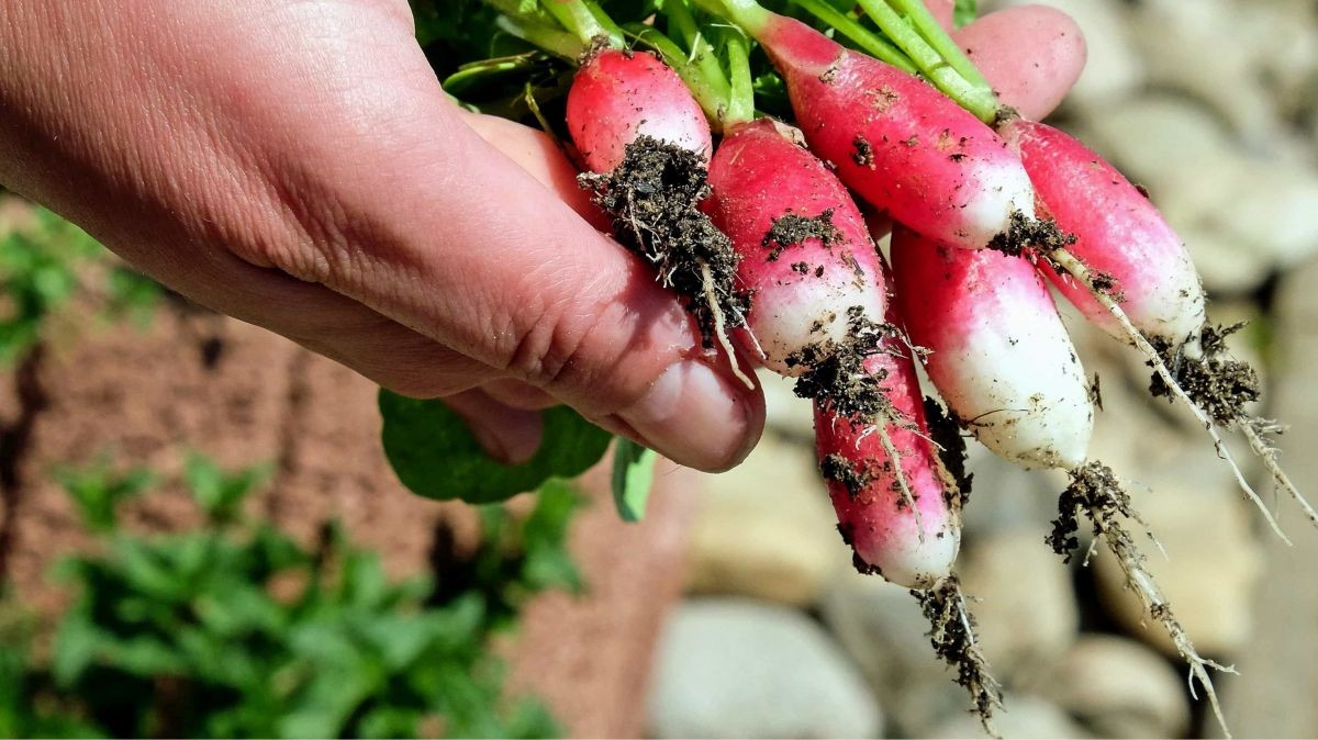 Co dělat na zahradě v únoru