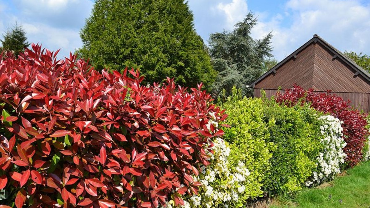 U živého plotu je důležité pečlivě vybrat druh dřeviny