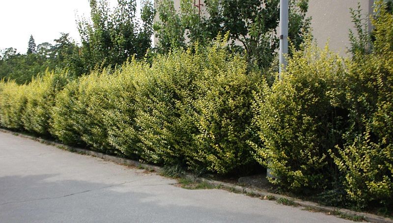živý plot