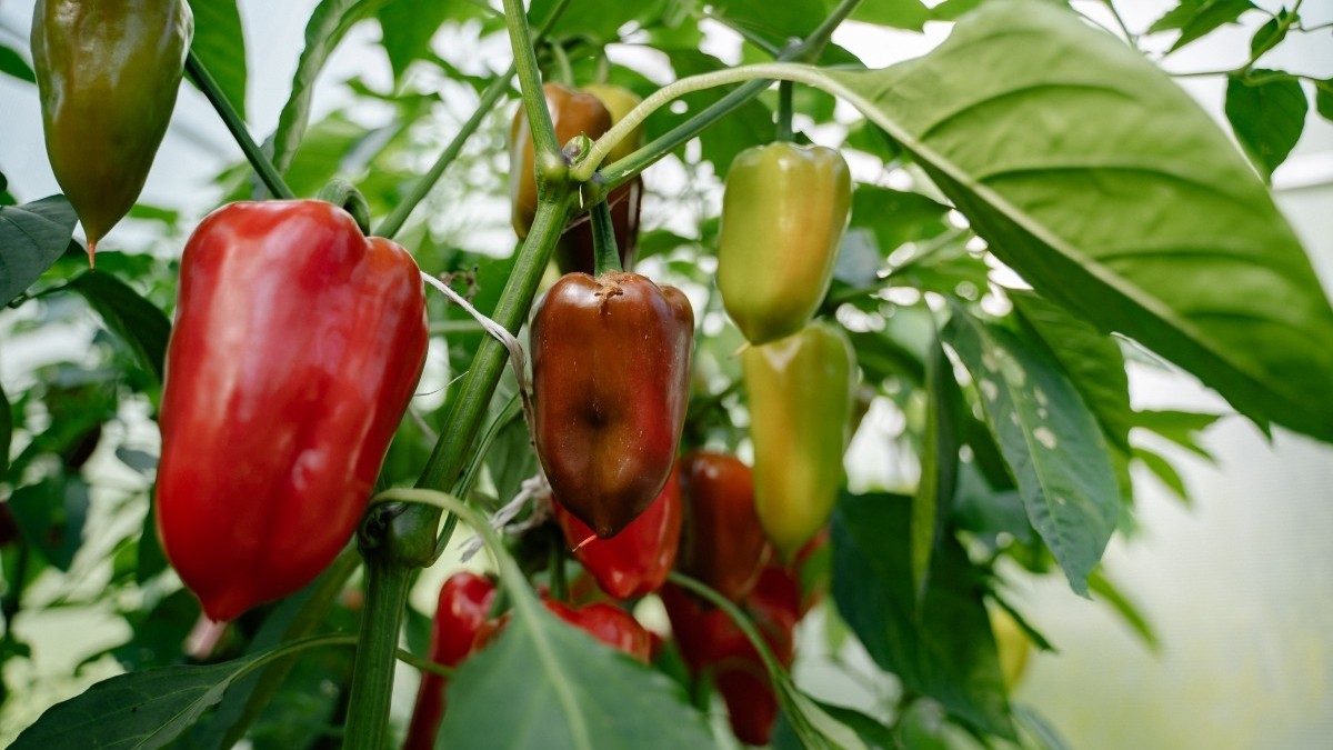 Zeleninová zahrada v únoru