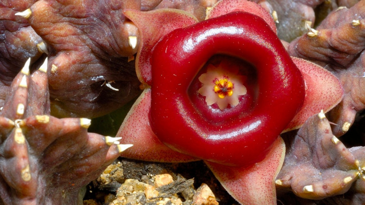 Smrdutky každému nevoní, nicméně vynikají krásnými květy