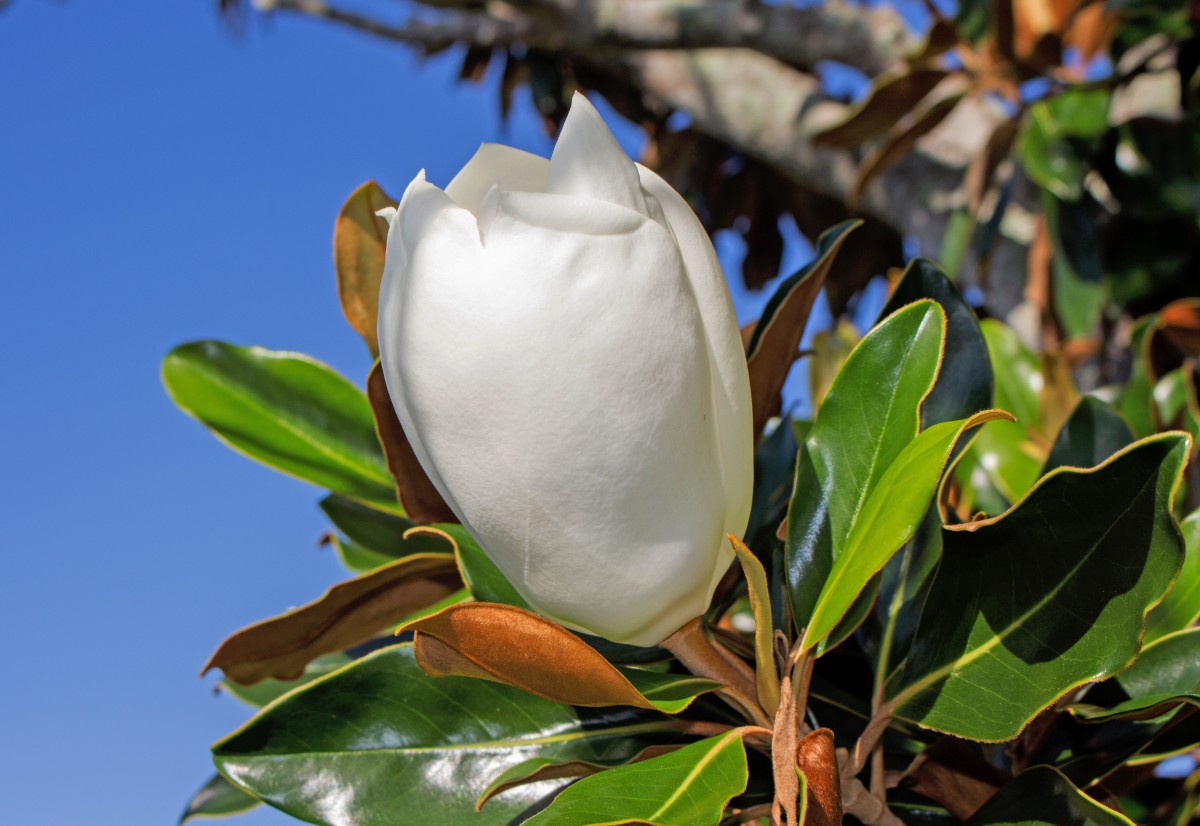 Magnolie