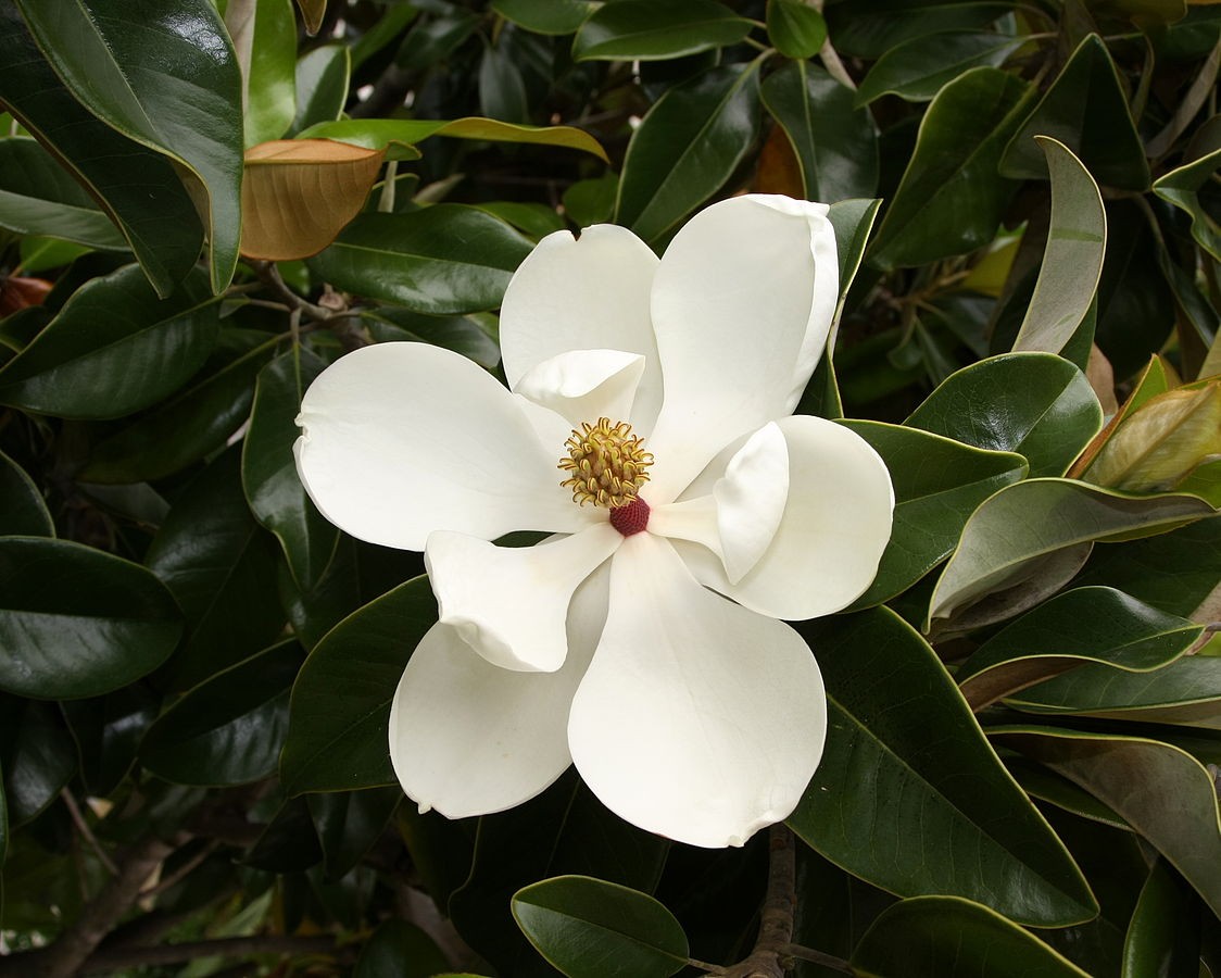 Magnolie