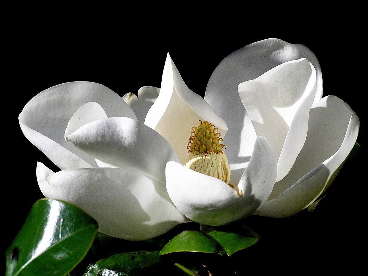 Magnolie