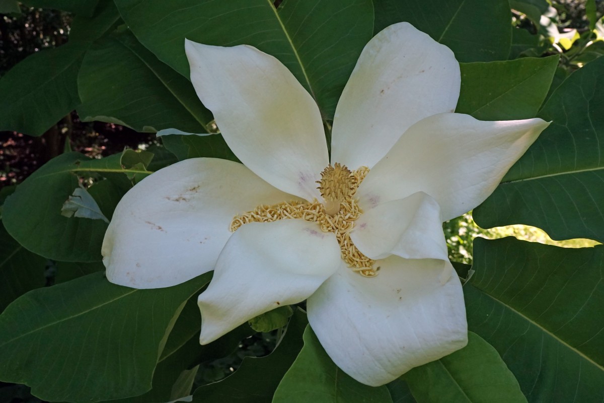 Magnolie
