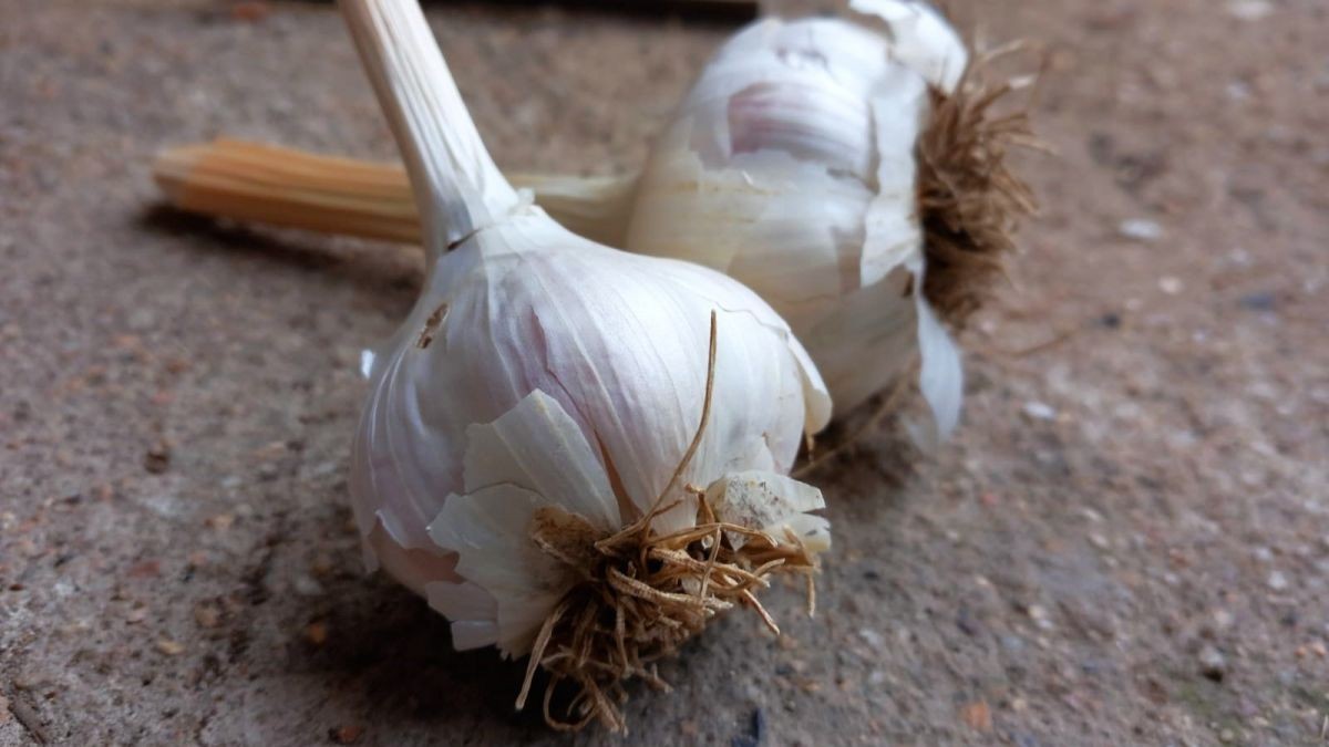 Jak pěstovat česnek