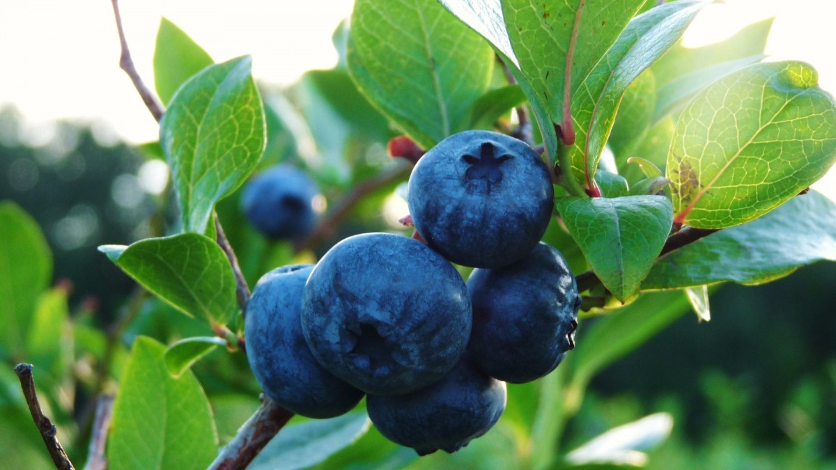 Borůvky jsou zázračné ovoce, které si snadno vypěstujete i doma