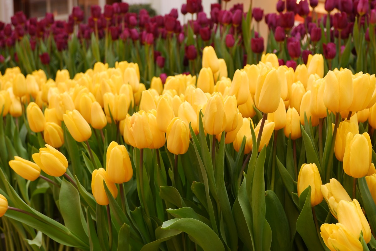tulipán