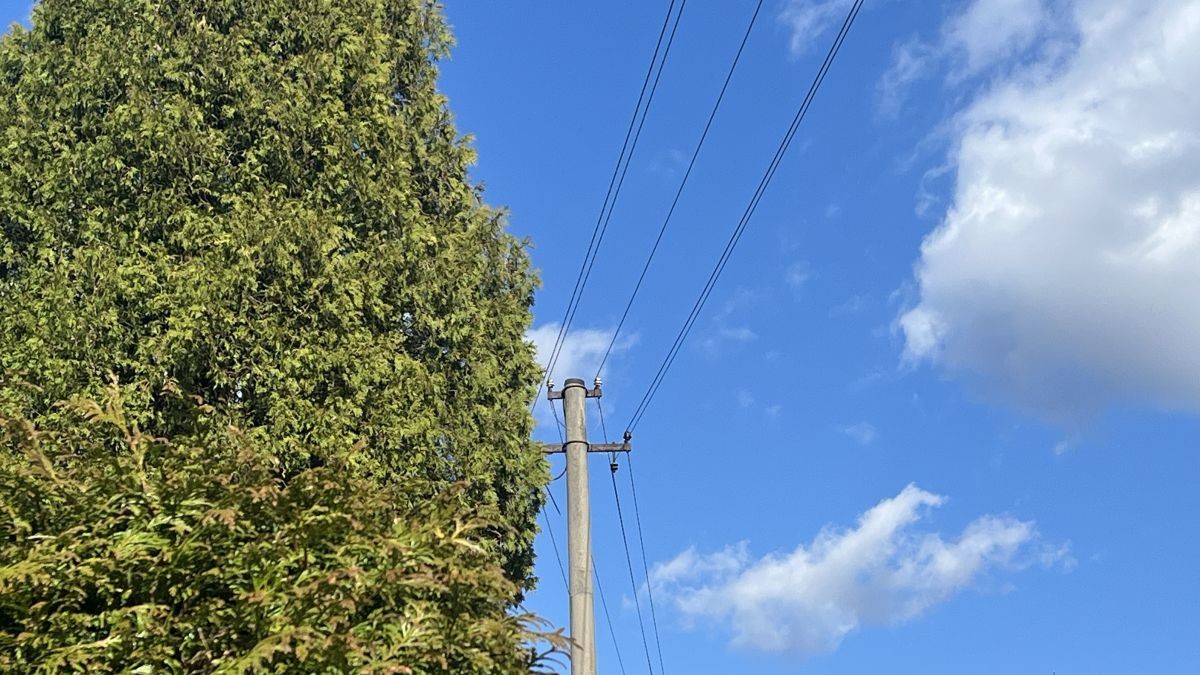 Pokuta za větve přesahující z pozemku