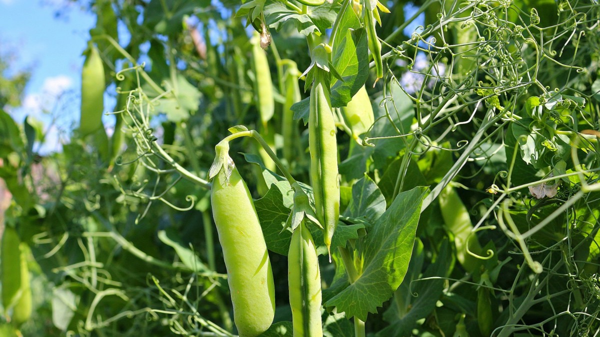 Pokud zvolíte správný druh hrachu, můžete mít první sklizeň již na jaře