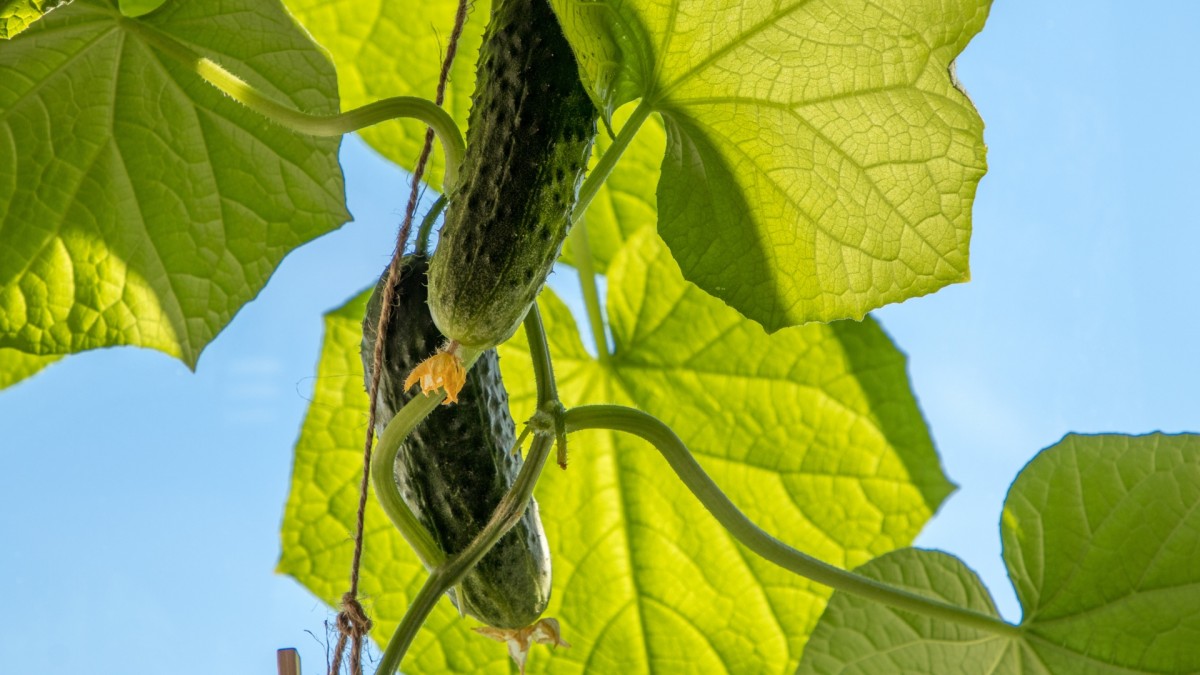 Na Marka sej oharka. Vysejte okurky podle jednoduchého návodu