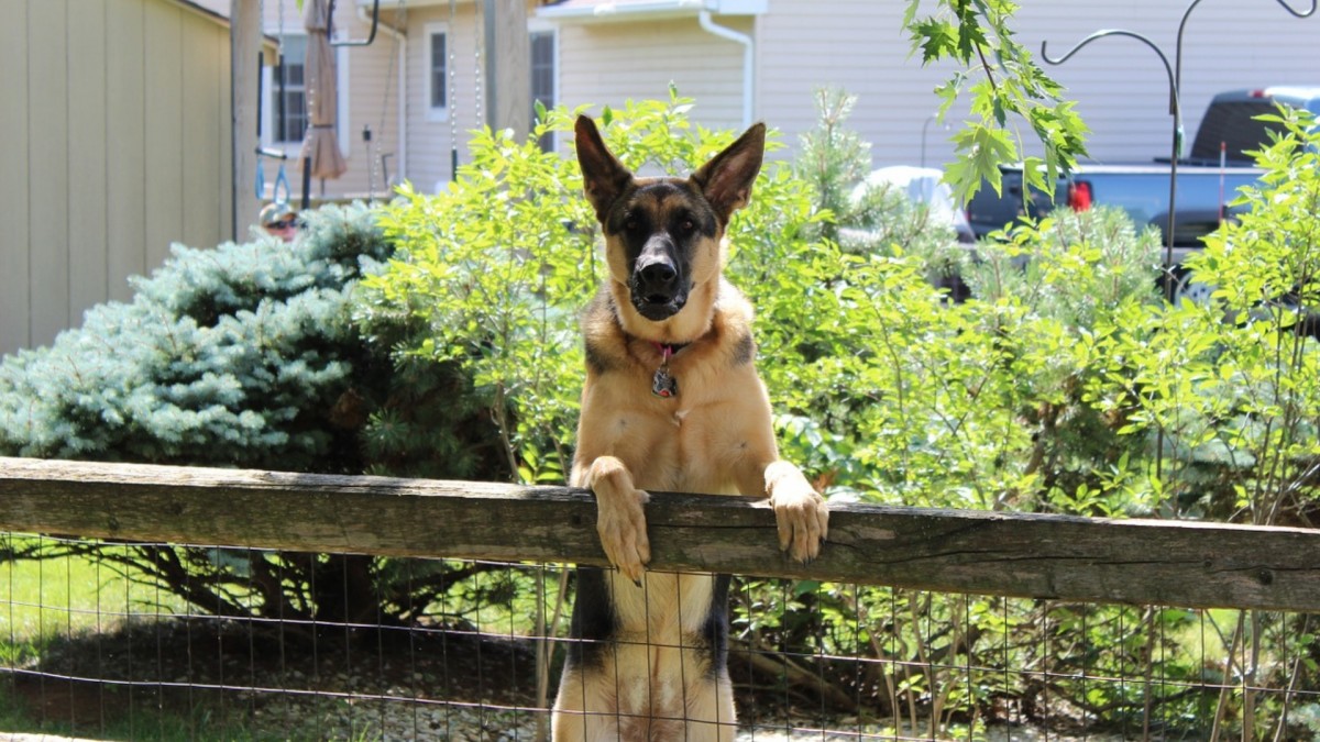 Obtěžuje vás pes vašeho souseda? Nemusíte si to nechat líbit