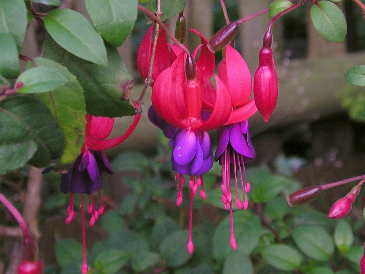 Fuchsie