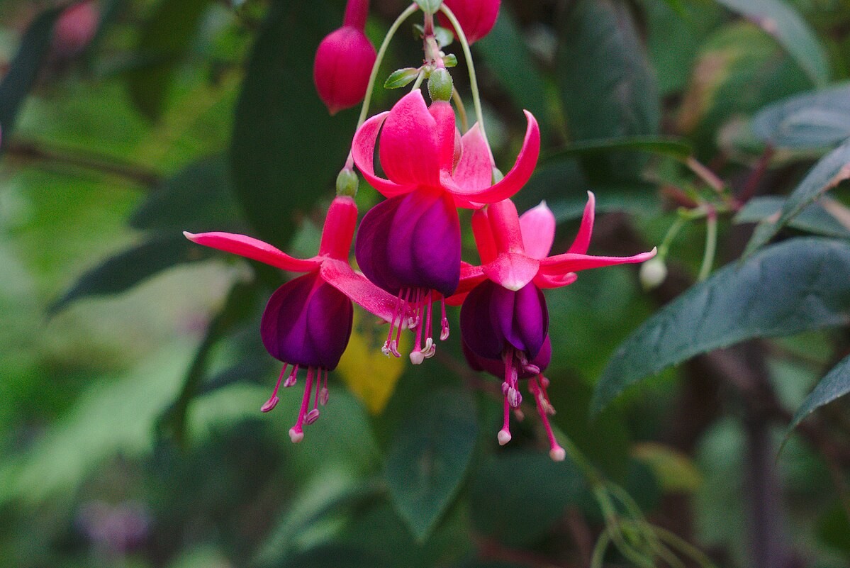 Fuchsie