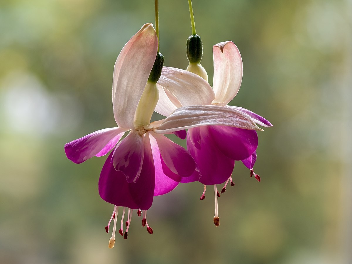Fuchsie