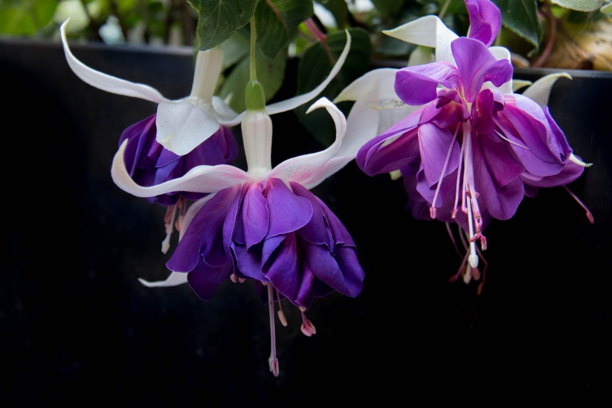 Fuchsie