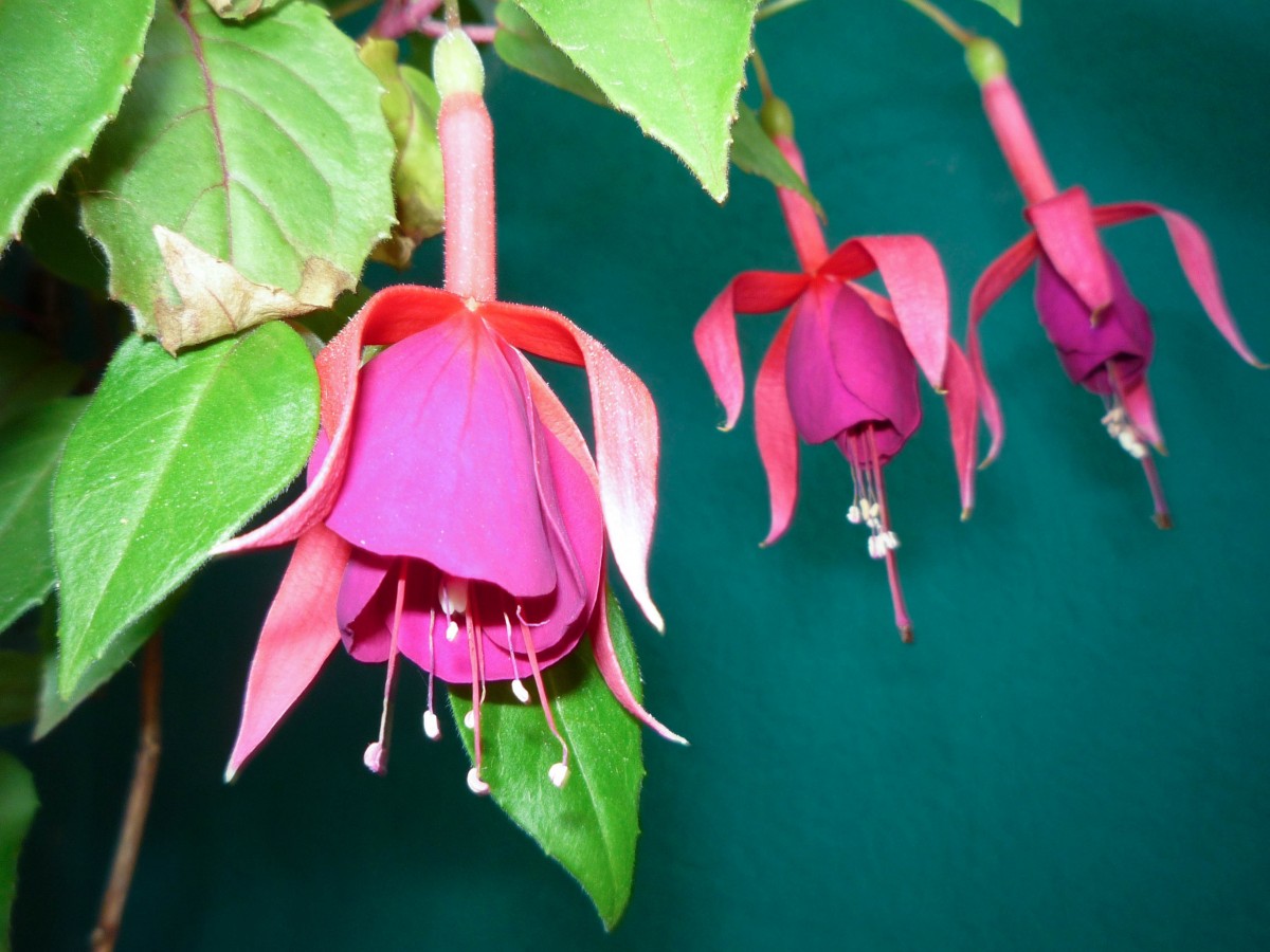 Fuchsie