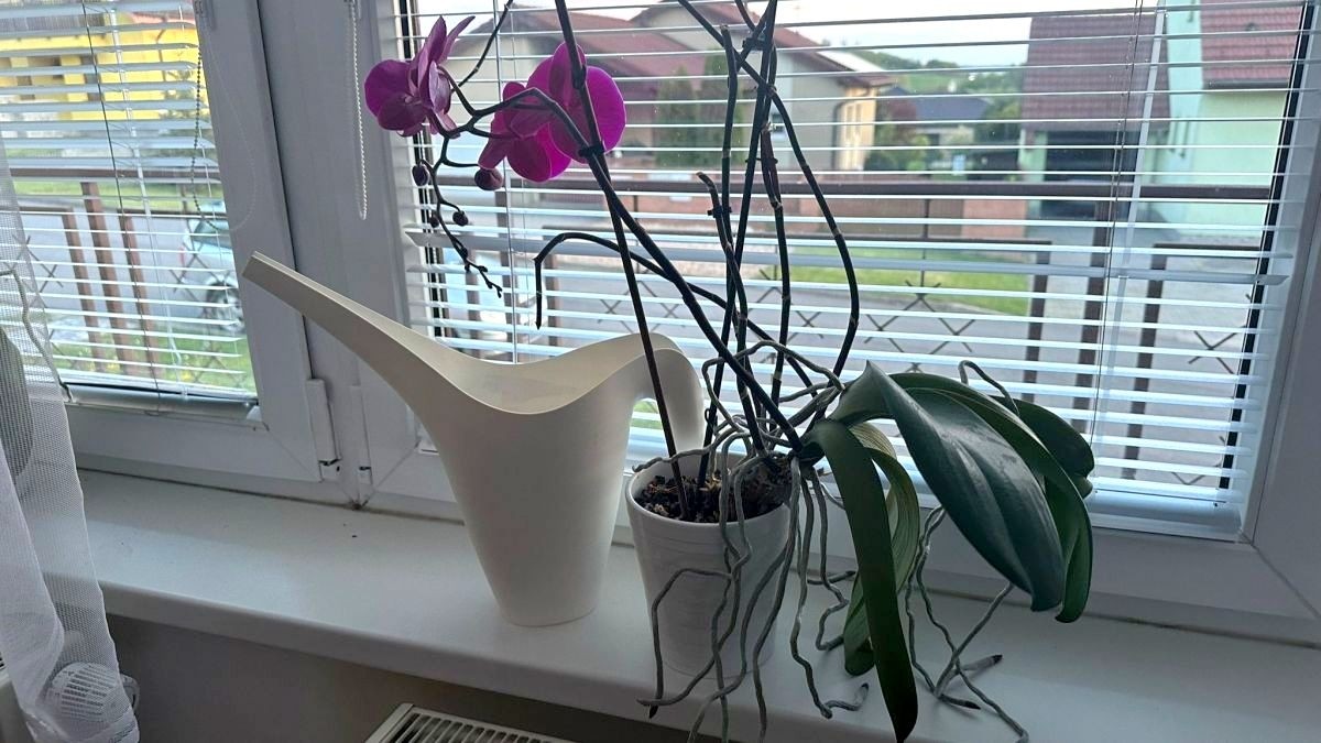 Hnojiva pro orchideje