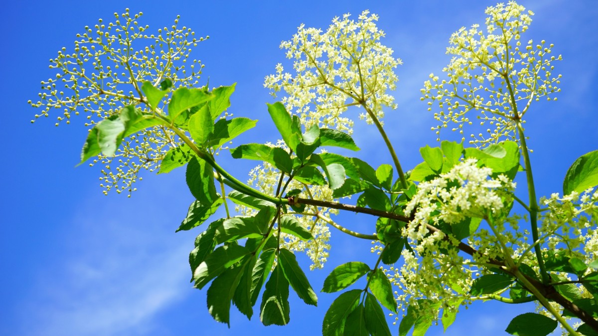 Černý bez může být nebezpečný pro lidské zdraví