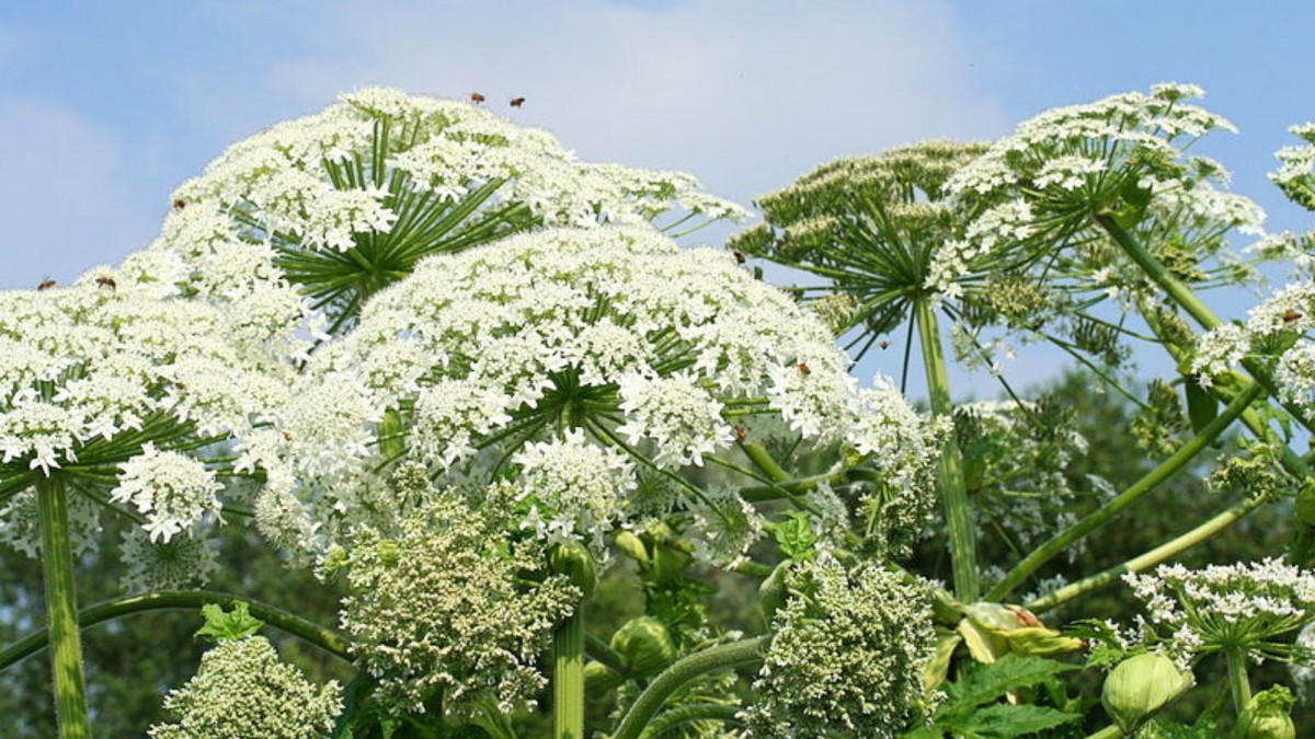 Na unijním seznamu se vyskytují invazní rostliny, které je zakázáno šířit, prodávat, dovážet atd.