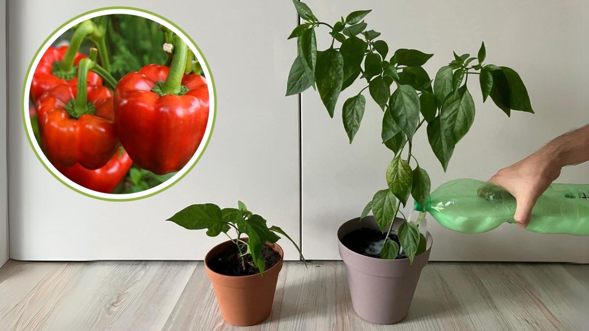 Domácí hnojivo ze dvou přísad si vyrobíte za pár minut. Úroda bude dvojnásobná 