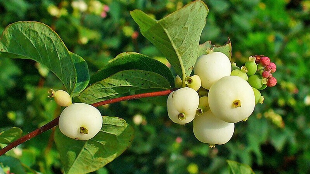 Pámelník láká děti, které si s ním hrají. Je však jedovatý