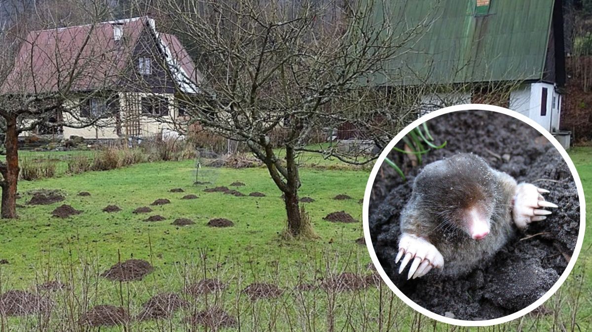 Jak se zbavit krtka na zahradě