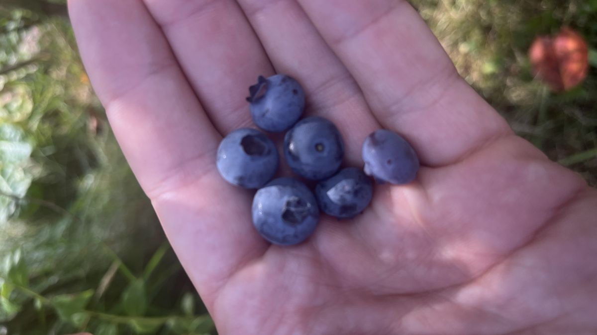 Až 5 kg borůvek z jednoho keře