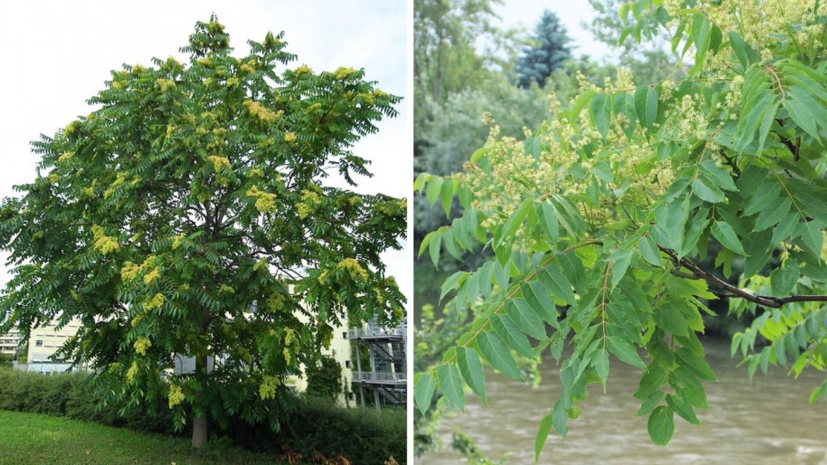 Podívejte se, kde je nebezpečný pajasan nejvíce rozšířen