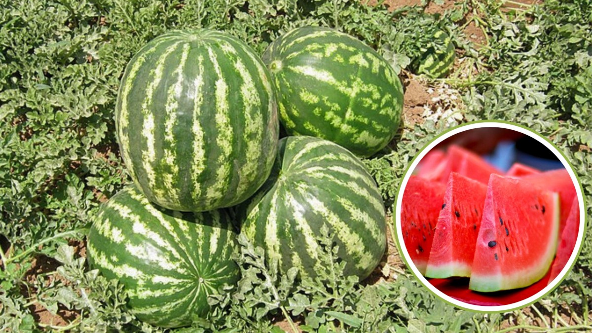 Kam vyrazit na letošní samosběr melounů? Přinášíme interaktivní mapu