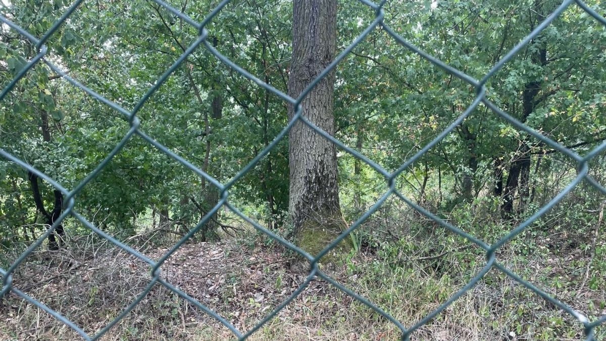 Jak to bude se zákazem vstupu veřejnosti do českých lesů?