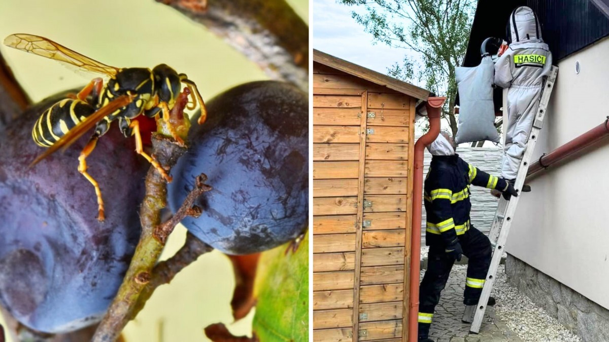 Není nutné volat na odstranění vos hasiče. Zbavit se jich můžete sami 