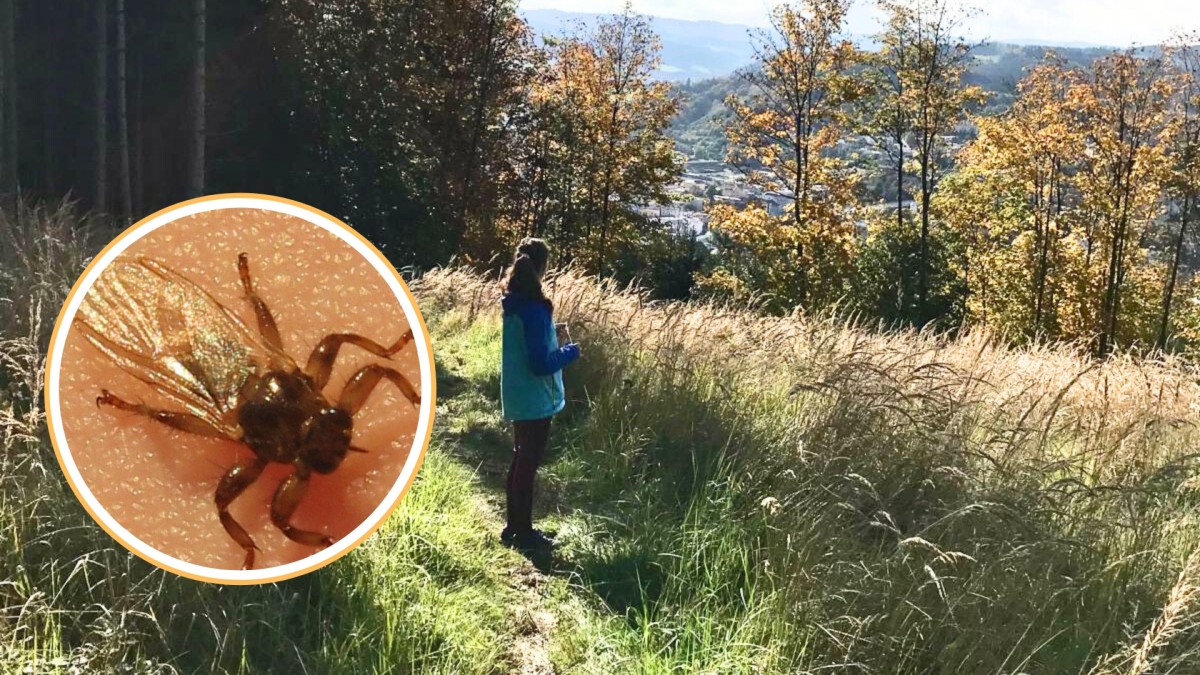 Co je vlastně toto „létající klíště“ zač? A jak moc je pro lidi nebezpečné?