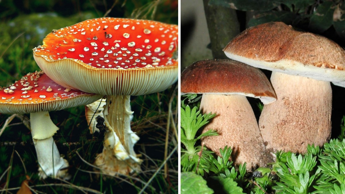 Houbařská sezóna je tady. Poznáte nejznámější české houby?