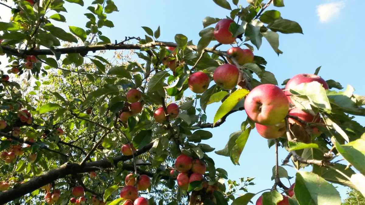 Pěstitelé žádají po státu náhrady. Za škody si přitom mnozí mohou sami