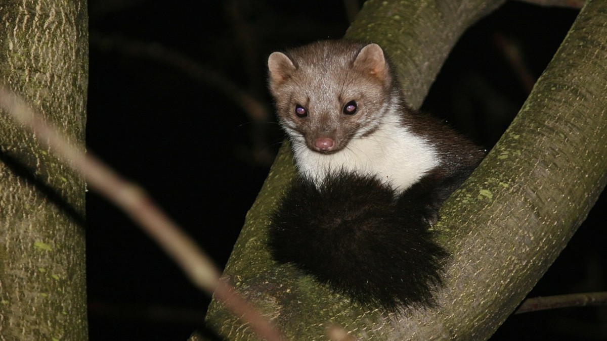 Kuny Radkovi poškodily auto, poté se nastěhovaly k němu domů