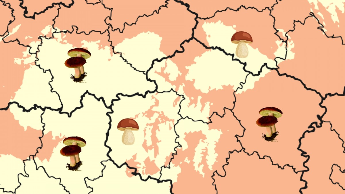Aktualizovaná mapa ukazuje, kde ještě rostou houby