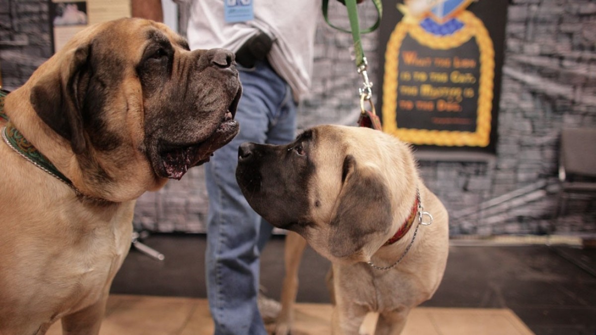 Nejdražší psí bouda světa