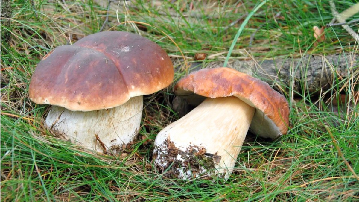 Mrazy udělají z hřibů nejedlé, nebo dokonce jedovaté houby