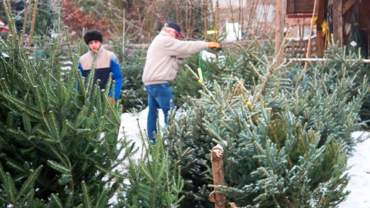 Vánoční stromek si letos dovolí už jen česká šlechta. Opět podraží 