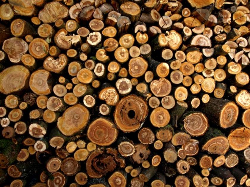 Palivové dřevo: výhřevnost a cena