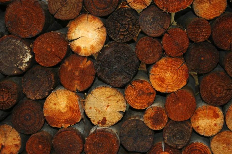 Palivové dřevo: výhřevnost a cena